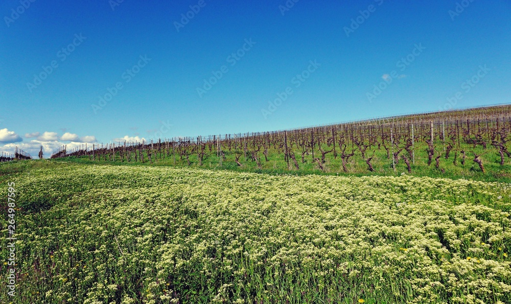 Fototapeta premium Blumenwiese im Weinberg