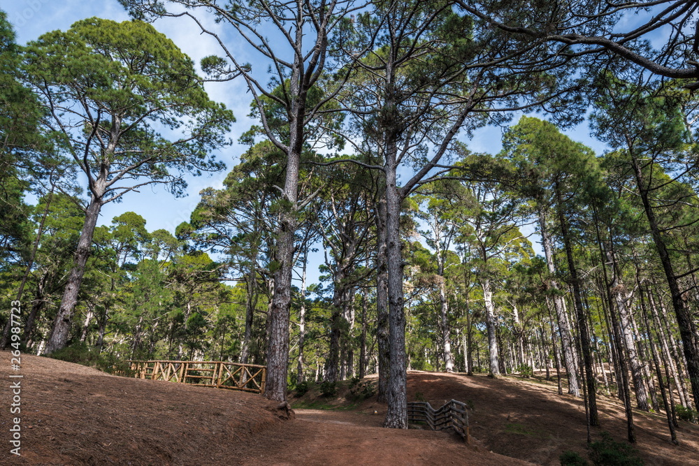 Canary pines on a forest slope