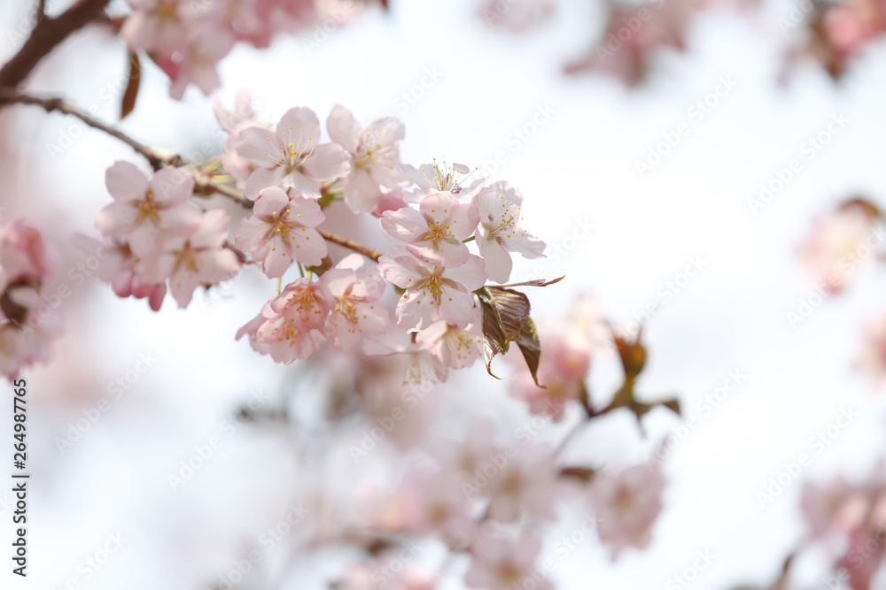 Gently pink flowers of sakura in the Japanese garden in the Moscow Botanical garden Gently pink flowers of sakura in the Japanese garden in the Moscow Botanical garden