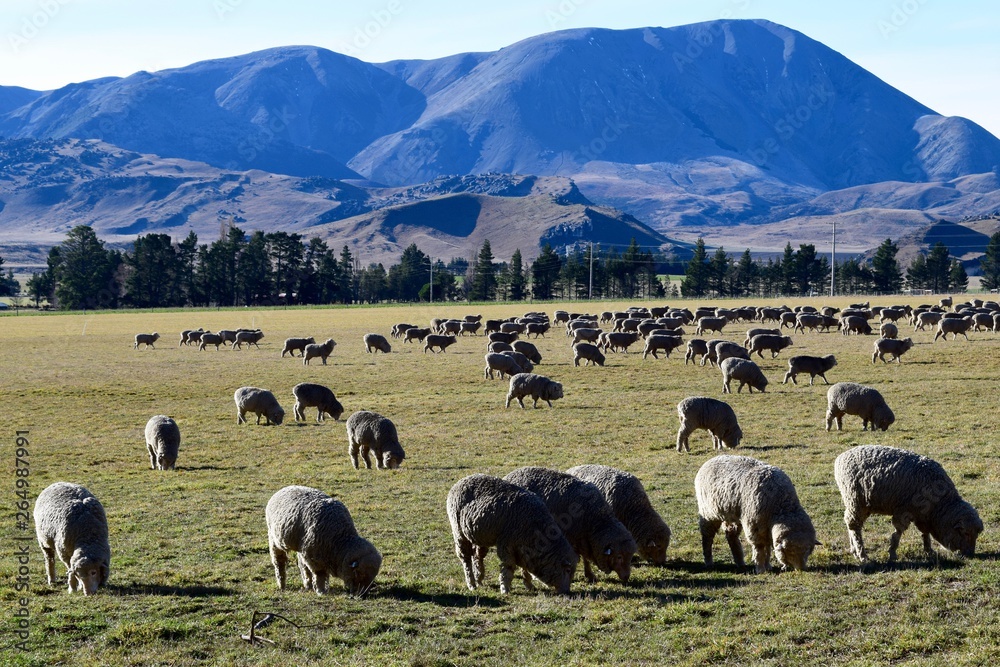 Fototapeta premium Sheep in the mountains