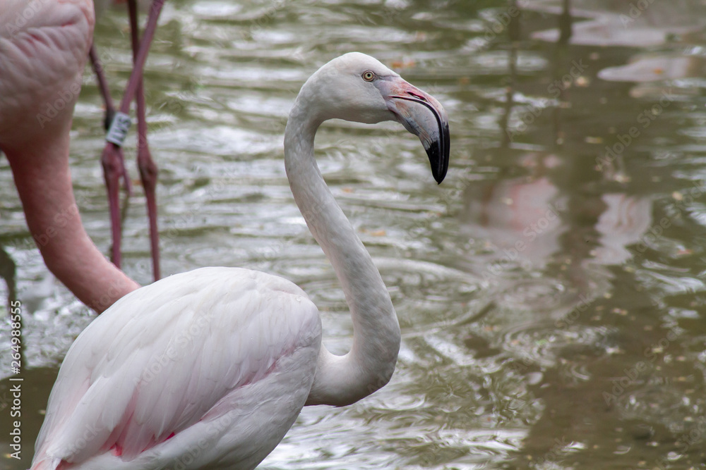 flamant rose