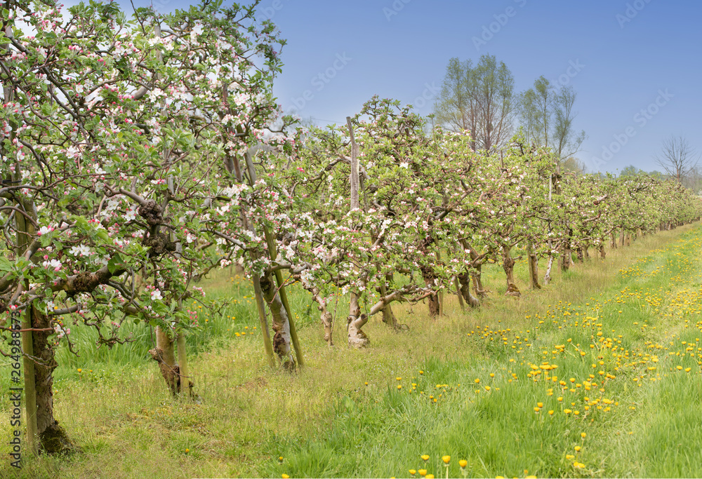 Blooming apple orchard on a sunny day - obrazy, fototapety, plakaty 