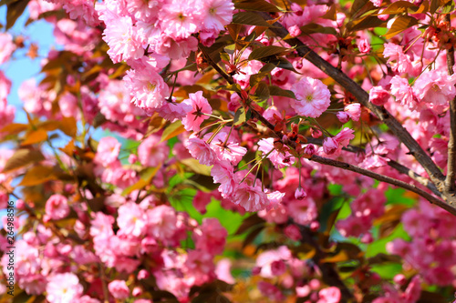Japanese cherry, sakura tree with beautiful delicate pink flowers blooms in spring in the city park