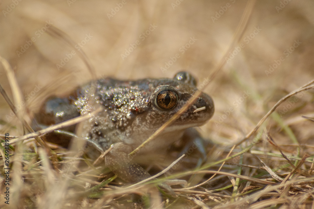 Obraz premium a small garlic toad sits in the grass and looks into the camera