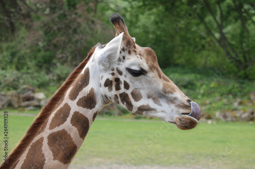 Giraffe beim Naseputzen