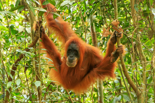 Female Sumatran orangutan hanging in the trees, Gunung Leuser National Park, Sumatra, Indonesia