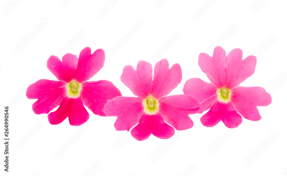 pink verbena isolated