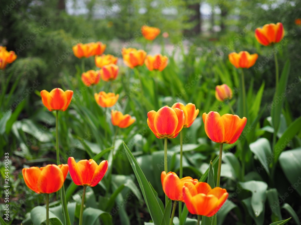 Group of colorful tulip in spring garden. Bright colorful tulip photo background. Amazing spring concept and background.
