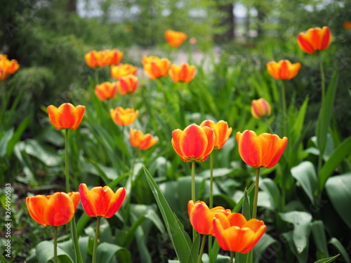 Group of colorful tulip in spring garden. Bright colorful tulip photo background. Amazing spring concept and background.