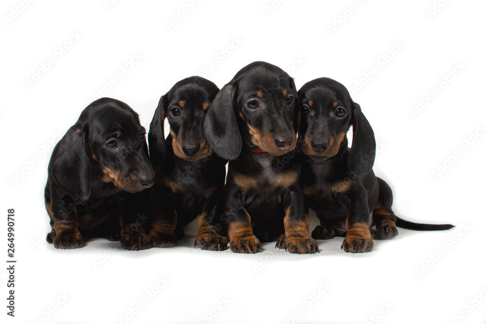 Four Dachshund puppy sitting together and looking in different directions. Four Dachshund puppy sitting together and looking in different directions.