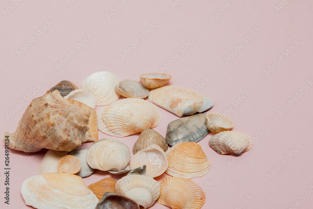 Seashells on pink background with copy space