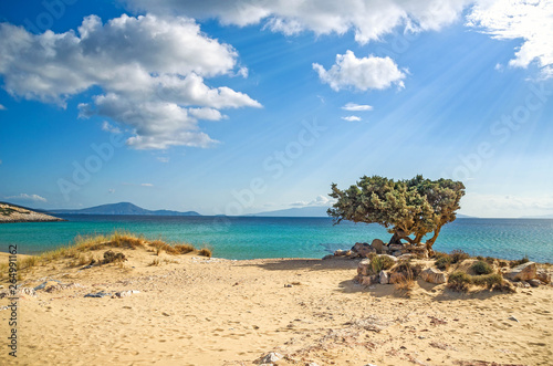 lonely tree on a greek beach
