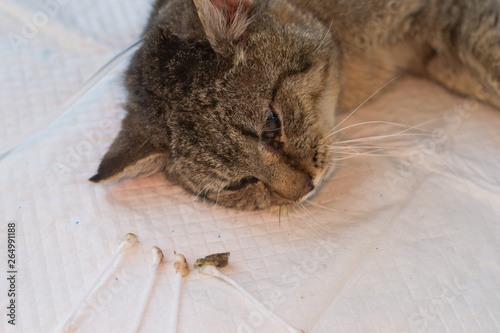 cat head and dirty cotton buds after ear clening photo