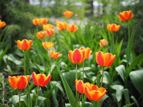 Bright colorful tulip photo background. Amazing spring concept and background.