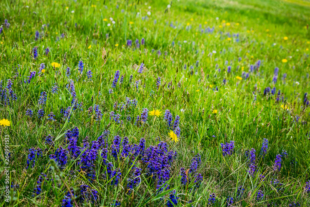 Naklejka premium Nice blue hyacinth in spring meadow and flower in grass