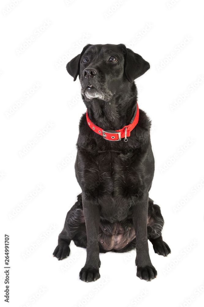 Labrador Retriever Labrador Retriever