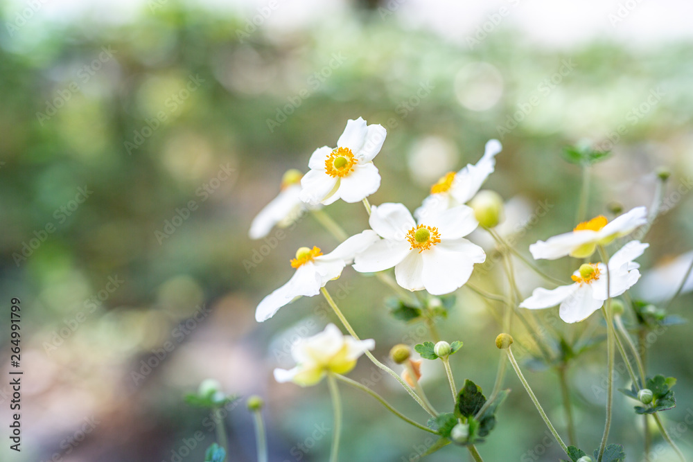 Beautiful nature closeup of white flowers and meadow. Spring nature. Meadow outdoor wild meadow flowers. Beautiful nature closeup of white flowers and meadow. Spring nature. Meadow outdoor wild meadow flowers.