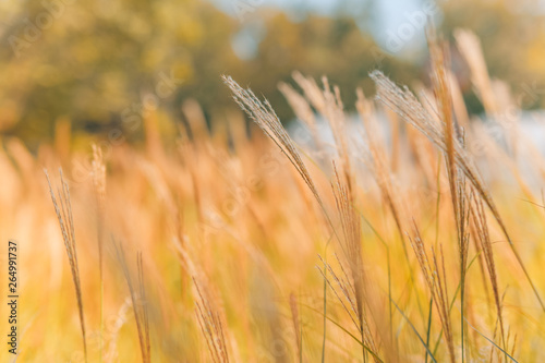 Dry yellow grass meadow in sunset sunrise sunlight. Autumn in meadow