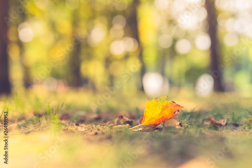 Autumn leaf on green grass, macro closeup.