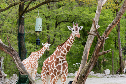 Canvas Print giraffe in the zoo