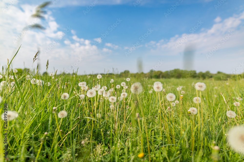 Beautiful dandelions on the field. Spring summer nature landscape, blue sky and green meadow with flowers