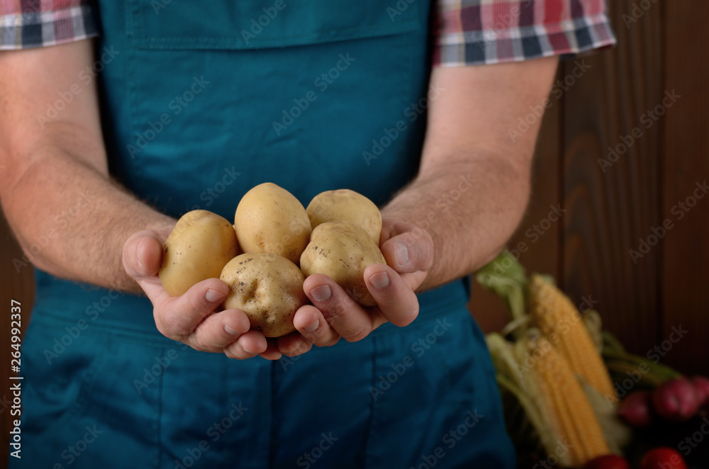Farmer hold fresh organic potatoes in his hands. Vegetable harvest concept