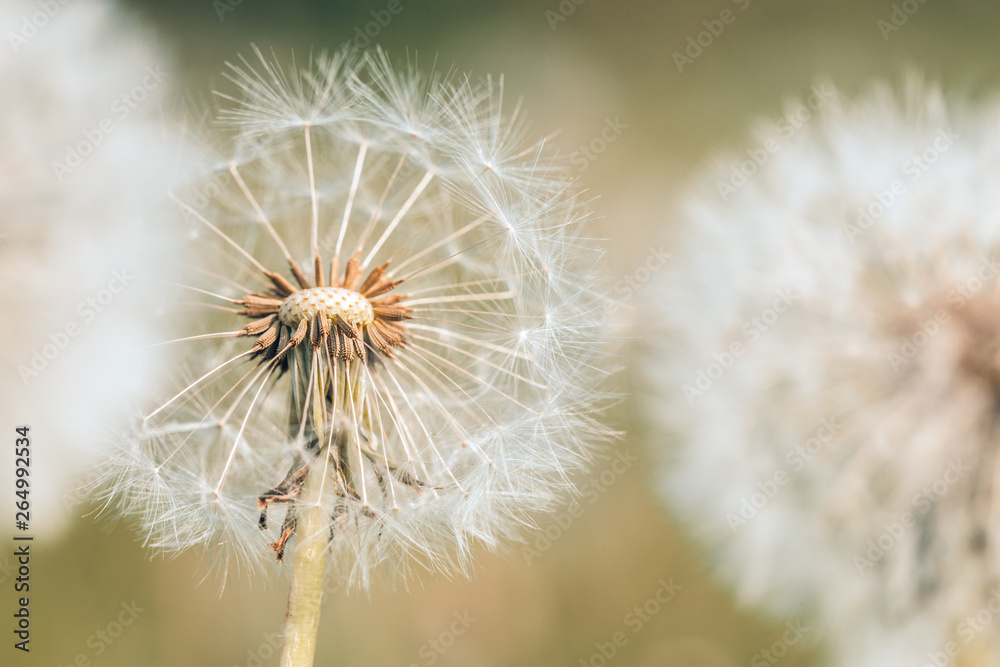 Closeup of dandelion on natural background. Bright, delicate nature details. Inspirational nature concept, soft blue and green blurred bokeh backgorund