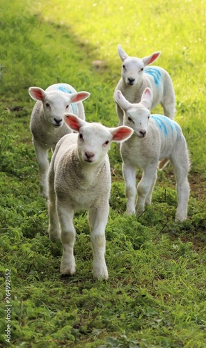 Four inquisitive lambs looking at camera in spring