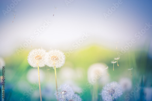 Abstract closeup of dandelion flowers and sunset meadow field, blur and dream nature background. Inspirational nature concept, springtime and happy mood