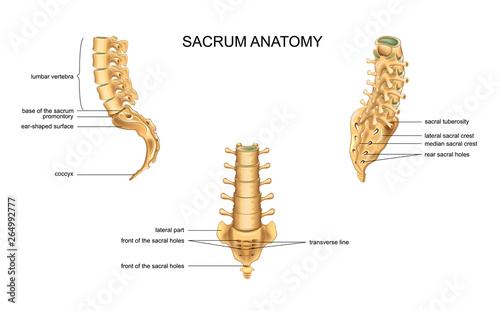 anatomy of the sacrum and lumbar vertebrae photo