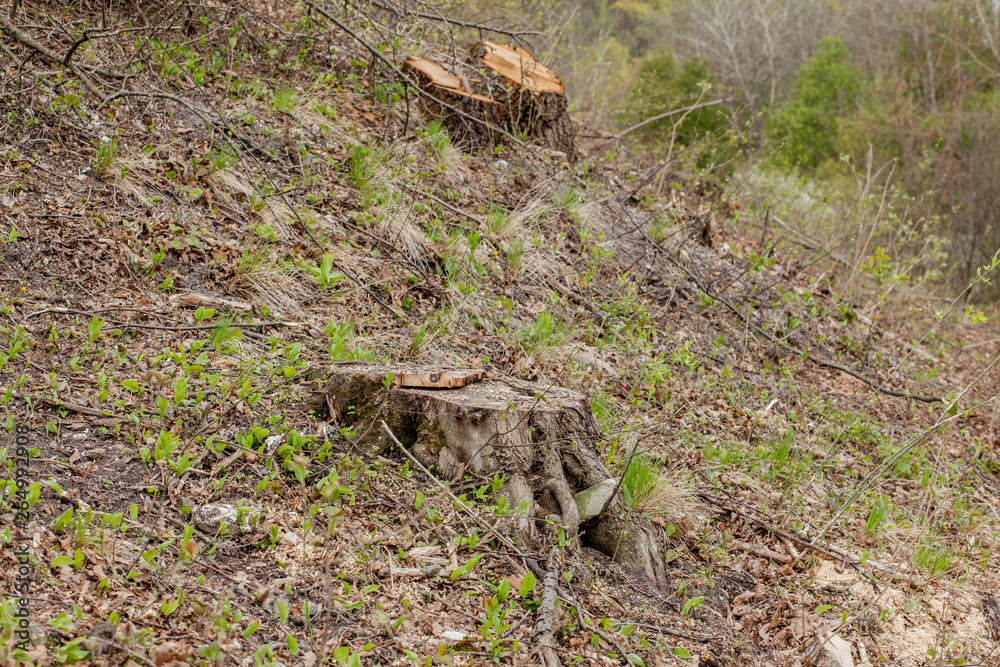 Pine tree forestry exploitation in a sunny day. Stumps and logs show that overexploitation leads to deforestation endangering environment and sustainability Pine tree forestry exploitation in a sunny day. Stumps and logs show that overexploitation leads to deforestation endangering environment and sustainability