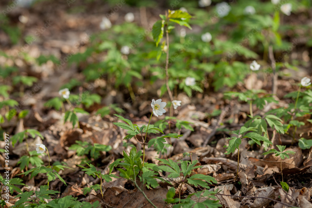 Blooming flowers in a sunny green spring forest Blooming flowers in a sunny green spring forest