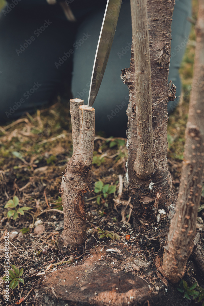 Fototapeta premium Gardener cut young tree for grafting of young fruit tree on fresh stump