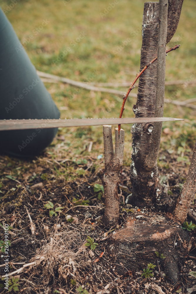 Fototapeta premium A female gardener cuts a hand in the garden in the garden young, non-fertile tree for the inoculation of fertile fruit tree