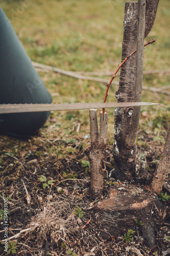 A female gardener cuts a hand in the garden in the garden young, non-fertile tree for the inoculation of fertile fruit tree