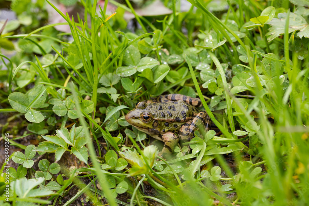Fototapeta premium wild frog in nature