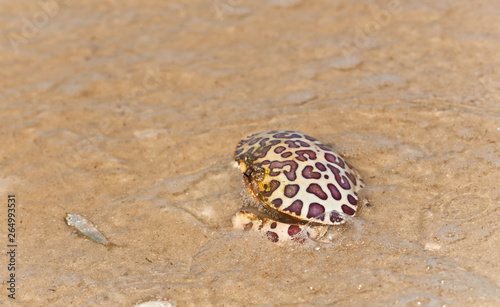 Top view, close distance of a dead spotted crab on a tropical sea shore affected by red tide