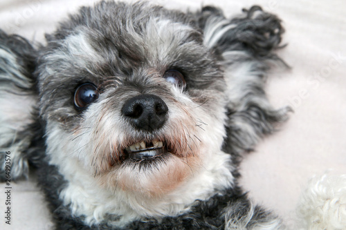 A cute crossbreed dog, shi tzu and poodle, in detail. Lying on its back and showing teeth. The one of them is missing, it has fallen out. 