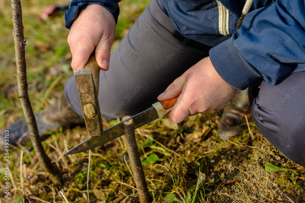 The woman makes a crack in the newly cut young tree for his vaccination with a knife and a hammer The woman makes a crack in the newly cut young tree for his vaccination with a knife and a hammer