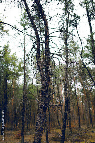 Fototapeta Naklejka Na Ścianę i Meble -  tree