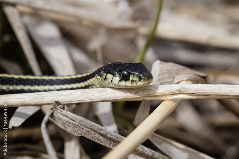 Fototapeta premium snake crawls in grass with head up
