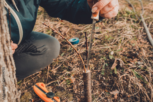 A woman makes a fruit tree in the garden and attaches a young twig photo