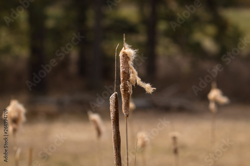 cat tail (typha) plant in cheney washington