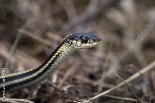 common garter snake poised with head up as if ready to strike, with menacing look in it's eye