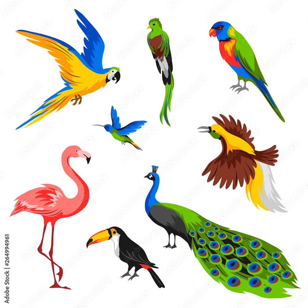 Set of tropical exotic birds.
