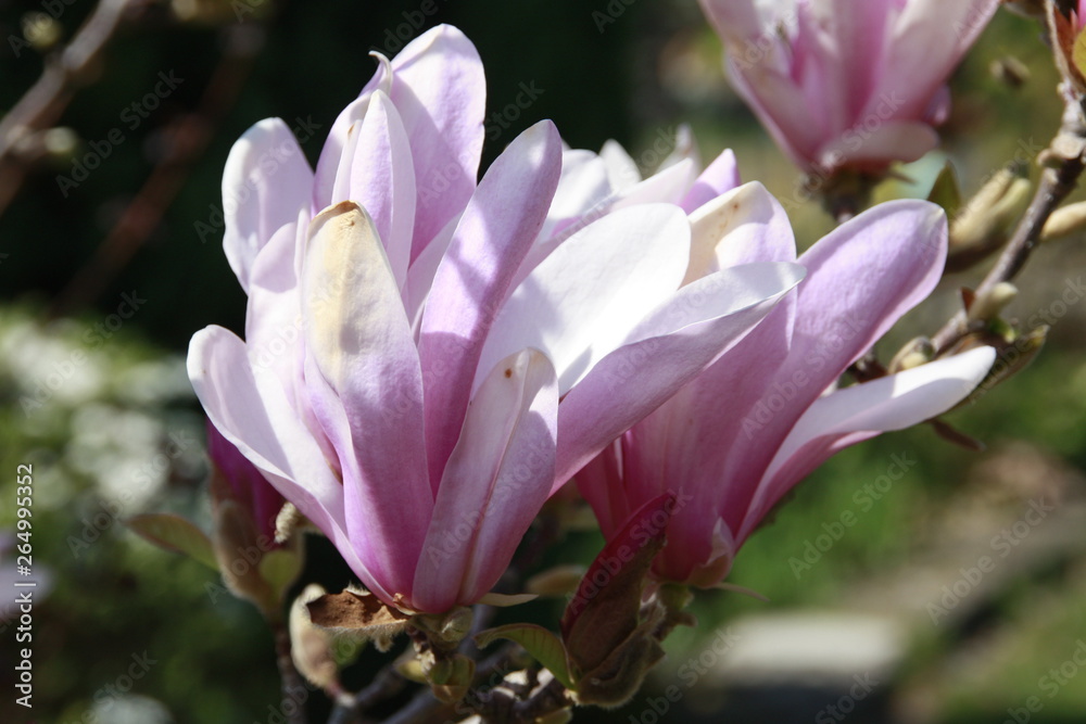 magnolienblüte in der sonne