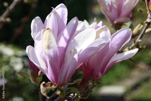 magnolienblüte in der sonne