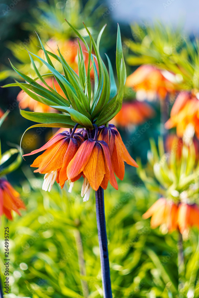 beautiful large bright orange spring flowers, Lily beautiful large bright orange spring flowers, Lily