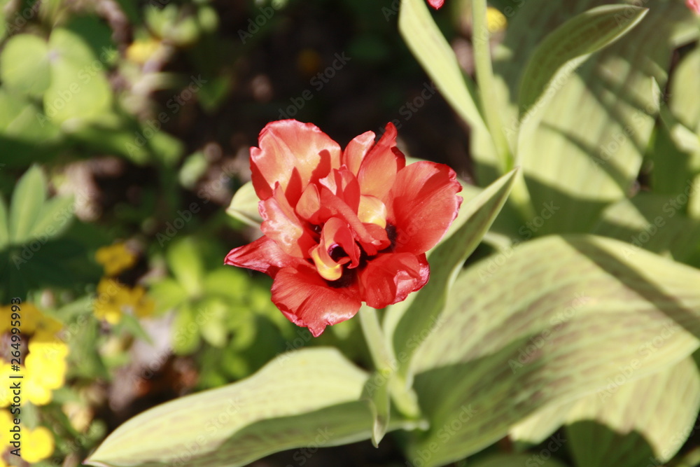 gefüllte tulpe in der sonne gefüllte tulpe in der sonne