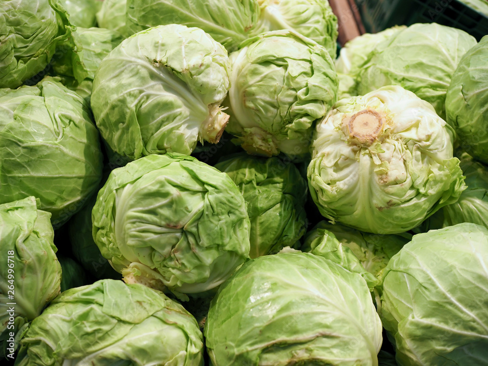 Fototapeta premium fresh cabbage at the supermarket kiosk. Fresh cabbage on display in the grocery store. cabbage on the shelves in the usual market.